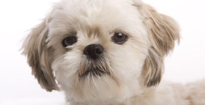 How To Clean Shih Tzu's Eyes And Tear Stains