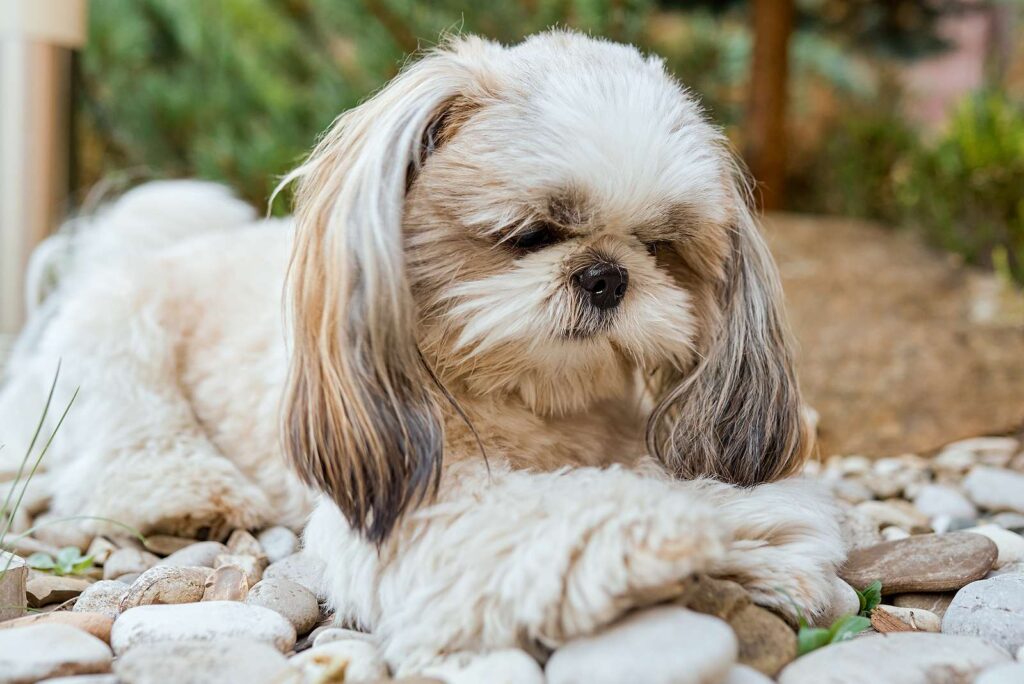 The 5 Best Nail Grinders for Shih Tzu´s